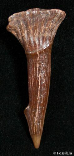 Well Preserved Onchopristis Barb (Giant Sawfish) #2463